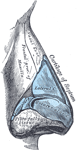 Cartilages of the nose seen from the side: lateral cartilage, greater alar cartilage and septal cartilage
