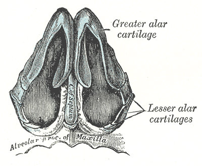 Cartilages of the nose seen from below: greater alar cartilages forming the tip and the nostrils, lesser alar cartilages and septum