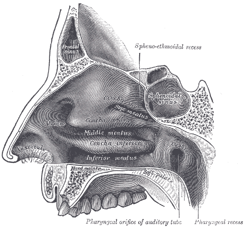 Lateral wall of the nasal cavity with the inferior, middle and superior turbinates